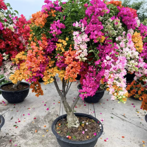 BOUGAINVILLEA